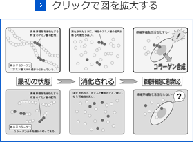 高分子コラーゲンと低分子コラーゲンの違い 図（クリックで図を拡大する）